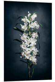 Foam board print Dendrobium