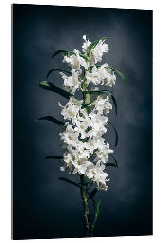 Quadro em plexi-alumínio Dendrobium