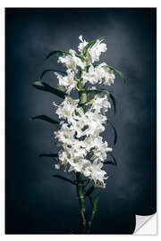 Wandsticker Dendrobium