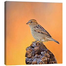 Canvas print Sparrow