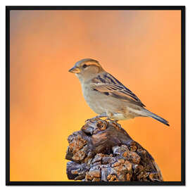Gerahmter Kunstdruck Spatz