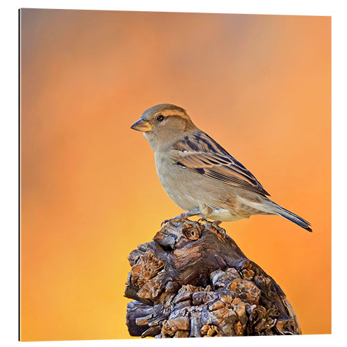 Gallery print Sparrow