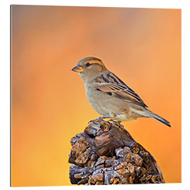 Gallery print Sparrow