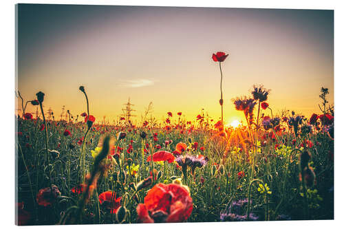 Akrylglastavla Flower meadow in the sunset