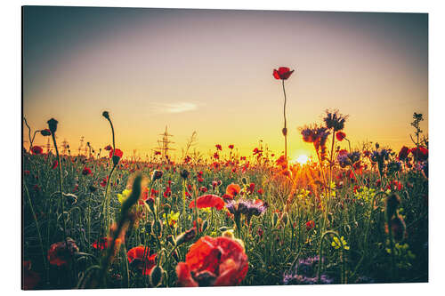 Alubild Blumenwiese im Sonnenuntergang