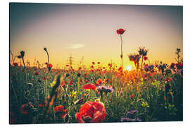 Aluminiumtavla Flower meadow in the sunset