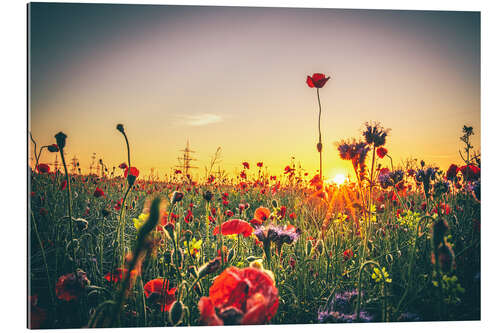 Gallery print Flower meadow in the sunset