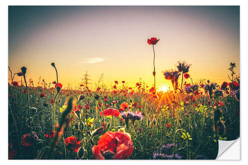 Selvklebende plakat Flower meadow in the sunset