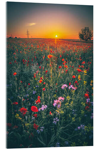 Stampa su vetro acrilico Poppy field in the sunset