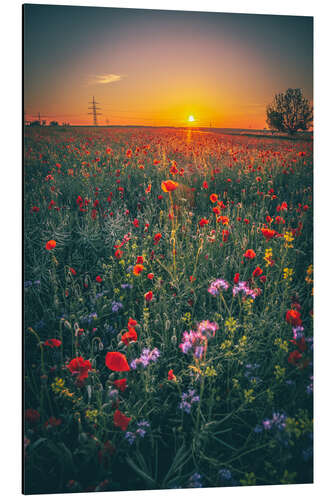 Quadro em alumínio Poppy field in the sunset