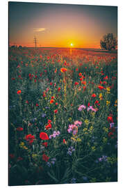 Quadro em alumínio Poppy field in the sunset