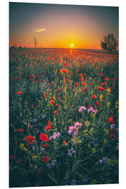 Tableau en PVC Poppy field in the sunset