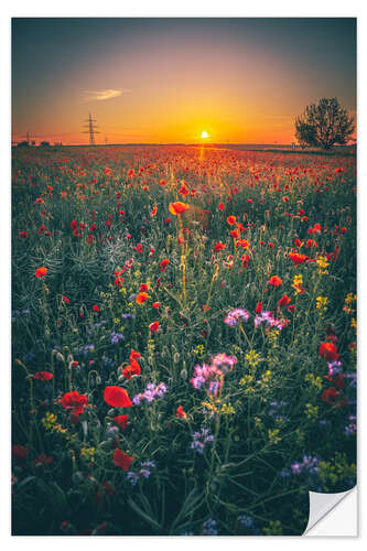 Naklejka na ścianę Poppy field in the sunset