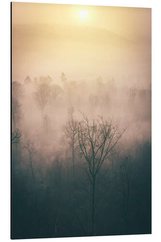 Aluminium print Forest in the fog