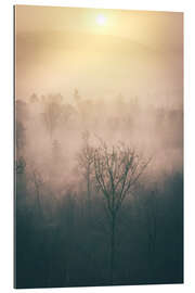 Tableau en plexi-alu Forest in the fog