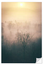 Vinilo para la pared Forest in the fog