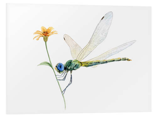 Foam board print Dragonfly