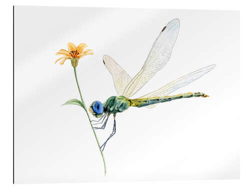 Gallery print Dragonfly