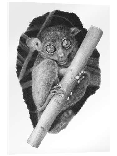Acrylglasbild Tarsier, Koboldmaki