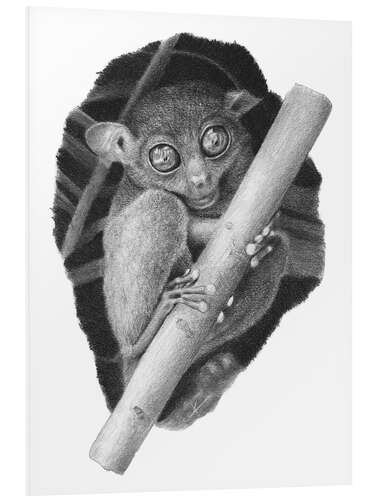 Foam board print Tarsier, tarsier