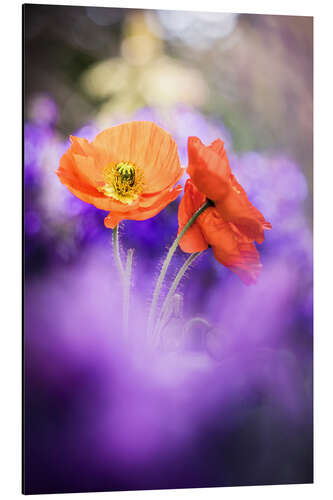 Tableau en aluminium Gorgeous Poppies