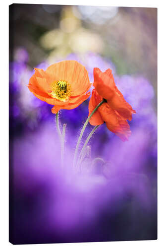 Canvas-taulu Gorgeous Poppies