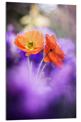 Gallery print Gorgeous Poppies