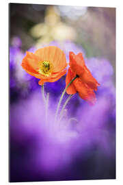 Galleritryck Gorgeous Poppies