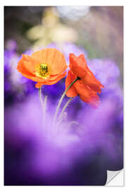 Selvklebende plakat Gorgeous Poppies