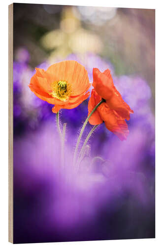 Hout print Gorgeous Poppies