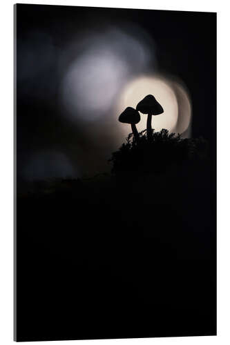 Acrylic print Mysterious mushrooms