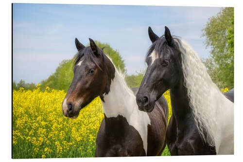 Aluminiumtavla Baroque pinto horse portraits