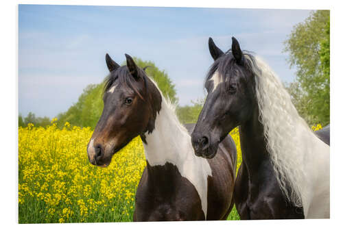 Foam board print Baroque pinto horse portraits