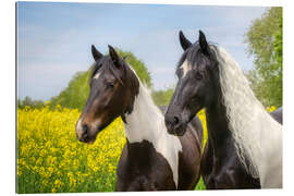 Tableau en plexi-alu Baroque pinto horse portraits