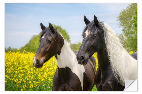 Selvklebende plakat Baroque pinto horse portraits