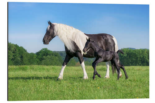 Aluminium print Baroque pinto mare with foal