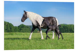 Foam board print Baroque pinto mare with foal