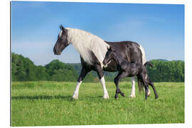 Gallery print Baroque pinto mare with foal