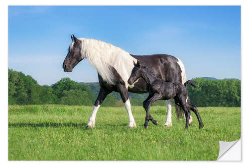 Sticker mural Baroque pinto mare with foal