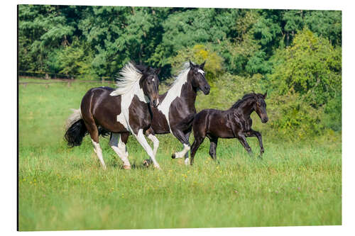 Aluminiumsbilde Baroque pinto horses with foals galloping