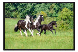 Gerahmter Kunstdruck Barock Pinto Pferde mit Fohlen im Galopp