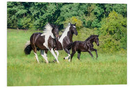 Tableau en PVC Baroque pinto horses with foals galloping