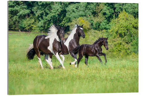 Quadro em plexi-alumínio Baroque pinto horses with foals galloping