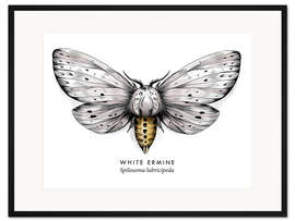 Gerahmter Kunstdruck Weiße Tigermotte