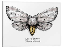 Magnettafel Weiße Tigermotte