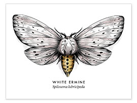 Poster White ermine