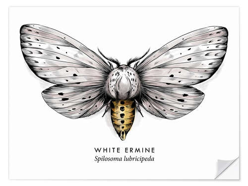 Wall sticker White ermine