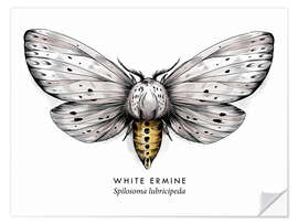 Selvklebende plakat White ermine