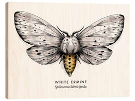 Tableau en bois White ermine