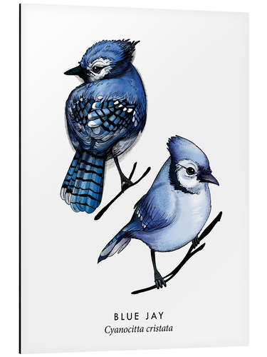 Stampa su alluminio Blue jay